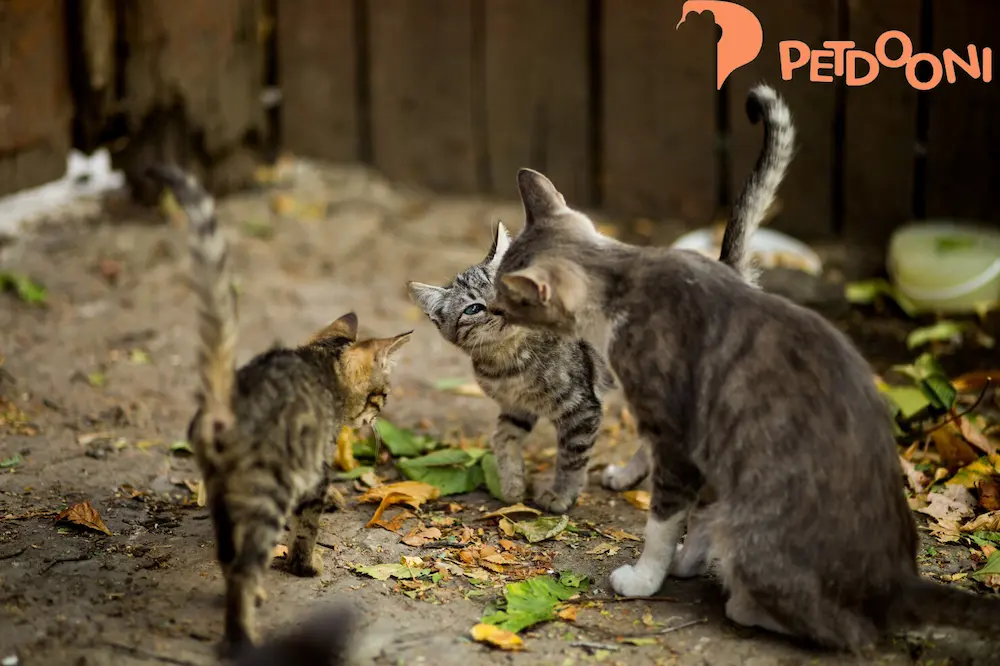 طول عمر گربه ها چقدر است؟ | افزایش عمر گربه در پت شاپ آنلاین پت دونی 1404